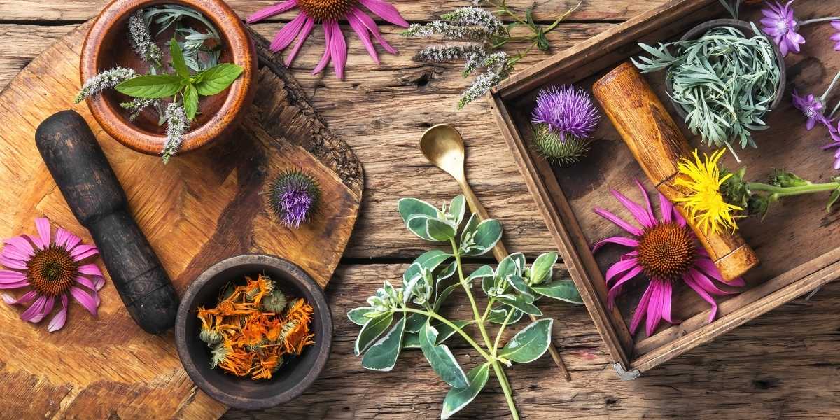 herb therapy treatment in kanpur